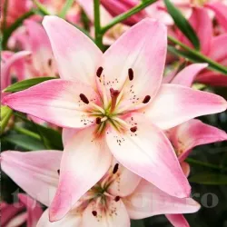 Bulbi Crin Rosella's Dream (Lilium) - Toamna