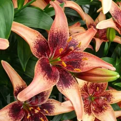 Bulbi Crin Whistler (Lilium) - Toamna