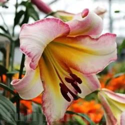 Bulbi Crin Beijing Moon (Lilium) - Toamna