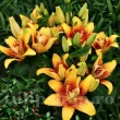 Bulbi Crin Double Nugget (Lilium) - Toamna floare crin double nugget detaliu petale 110x110