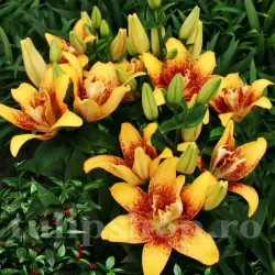 Bulbi Crin Double Nugget (Lilium) - Toamna