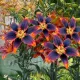 Bulbi Crin Forever Susan (Lilium) floare crin forever susan detaliu bicolor