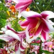 Bulbi Crin Friso (Lilium) - Toamna floare crin friso detaliu trompeta parfumata 110x110
