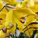 Bulbi Crin Golden Splendour (Lilium) floare crin golden splendour detaliu trompeta