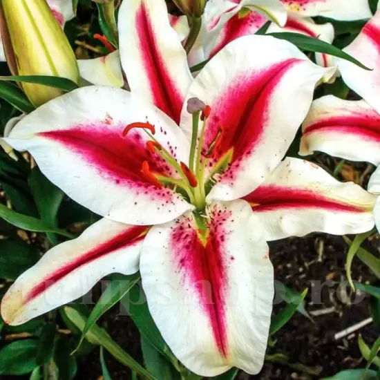 floare crin hachi detaliu oriental