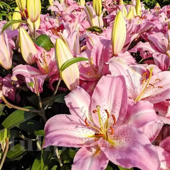 floare crin josephine detaliu oriental