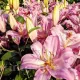 floare crin josephine detaliu oriental