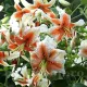 Bulbi Crin Lady Alice (Lilium) floare crin lady alice detaliu tigrat