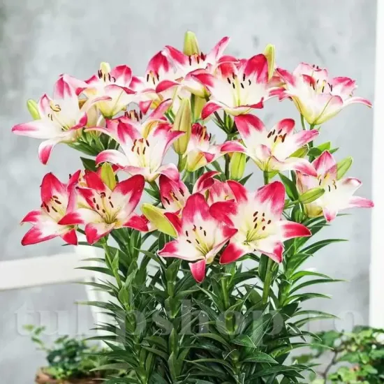 Bulbi Crin Lollypop (Lilium) floare crin lollypop detaliu bicolor