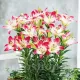 Bulbi Crin Lollypop (Lilium) floare crin lollypop detaliu bicolor