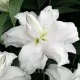 Bulbi Crin Lotus Beauty (Lilium) floare crin lotus beauty detaliu petale stratificate
