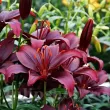 floare crin mapira detaliu asprect inchis 110x110