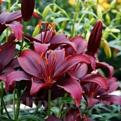 Bulbi Crin Mapira (Lilium) - Toamna