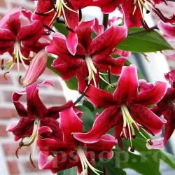 Bulbi Crin Miss Feya (Lilium) - Toamna