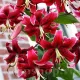 Bulbi Crin Miss Feya (Lilium) floare crin miss feya detaliu parfumat