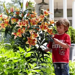 Bulbi Crin Montego Bay (Lilium) - Toamna