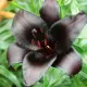 floare crin nightrider detaliu inchis