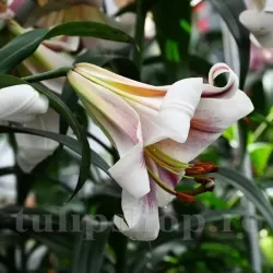 Bulbi Crin Passion Moon (Lilium) - Toamna