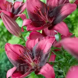Bulbi Crin Purple Dream (Lilium) - Toamna Bulbi Crin Purple Dream (Lilium) - Toamna