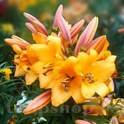 Bulbi Crin Saltarello (Lilium) - Toamna Bulbi Crin Saltarello (Lilium) - Toamna