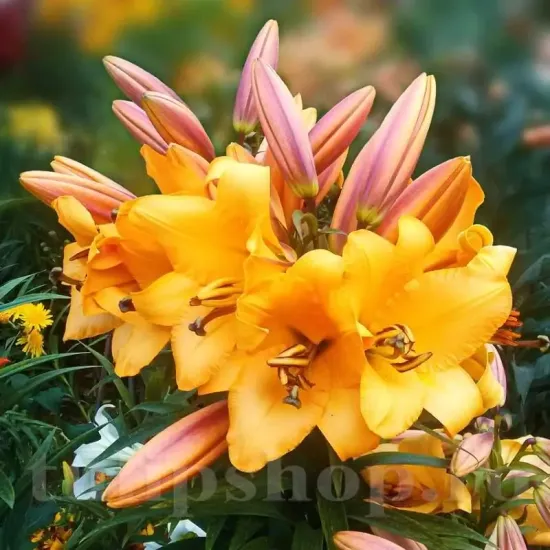 Bulbi Crin Saltarello (Lilium) - Toamna floare crin saltarello detaliu parfumat