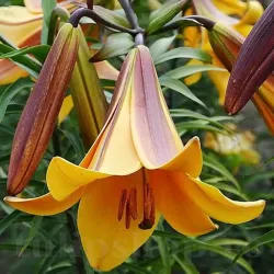 Bulbi Crin African Queen (Lilium) - Toamna