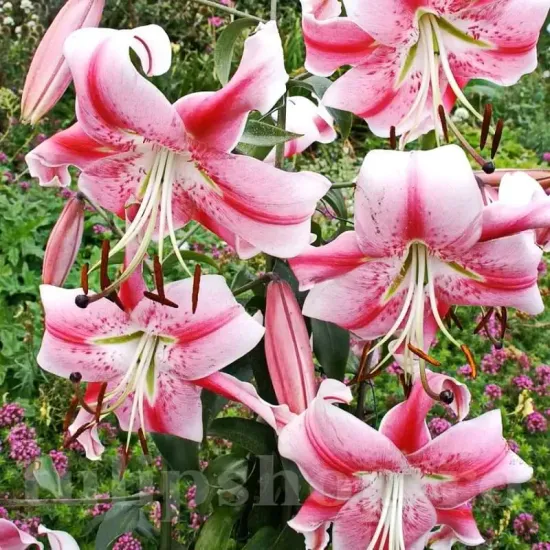 gradina crini anastasia plantare toamna