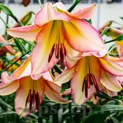 Bulbi Crin Beijing Moon (Lilium) - Toamna