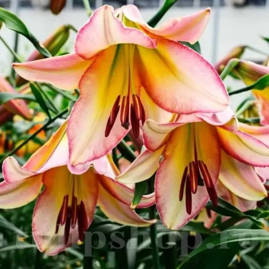 Bulbi Crin Beijing Moon (Lilium) - Toamna gradina crini beijing moon plantare toamna