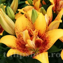 Bulbi Crin Double Nugget (Lilium) - Toamna