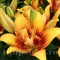 Bulbi Crin Double Nugget (Lilium) - Toamna