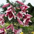 Bulbi Crin Friso (Lilium) - Toamna gradina crini friso plantare toamna 110x110