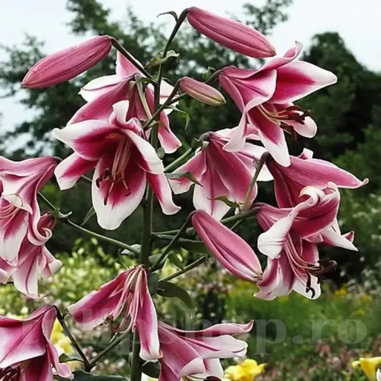 Bulbi Crin Friso (Lilium) - Toamna gradina crini friso plantare toamna
