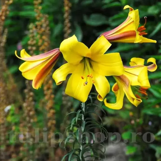 Bulbi Crin Golden Splendour (Lilium) gradina crini golden splendour plantare toamna