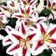 gradina crini hachi plantare toamna
