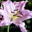 Bulbi Crin Josephine (Lilium) - Toamna gradina crini josephine plantare toamna 110x110