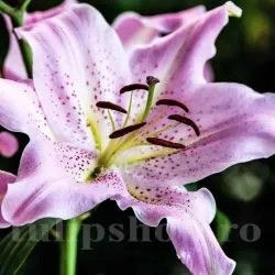 Bulbi Crin Josephine (Lilium) - Toamna