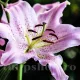 gradina crini josephine plantare toamna