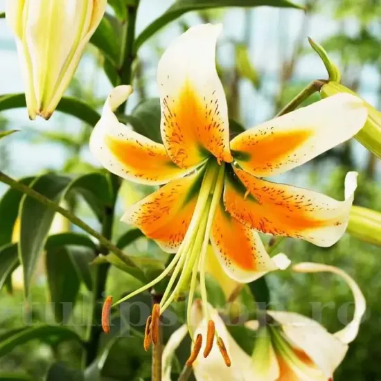 Bulbi Crin Lady Alice (Lilium) gradina crini lady alice plantare toamna