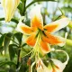 Bulbi Crin Lady Alice (Lilium) gradina crini lady alice plantare toamna