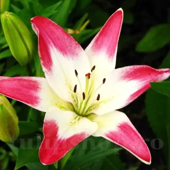Bulbi Crin Lollypop (Lilium) gradina crini lollypop plantare toamna