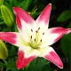 Bulbi Crin Lollypop (Lilium) gradina crini lollypop plantare toamna