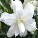 Bulbi Crin Lotus Beauty (Lilium) gradina crini lotus beauty plantare toamna