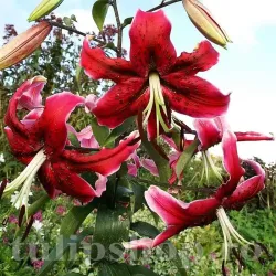 Bulbi Crin Miss Feya (Lilium) - Toamna