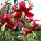 Bulbi Crin Miss Feya (Lilium) - Toamna