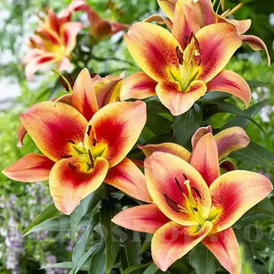 Bulbi Crin Montego Bay (Lilium) - Toamna gradina crini montego bay plantare toamna