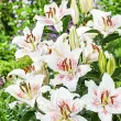 gradina crini muscadet plantare toamna 110x110