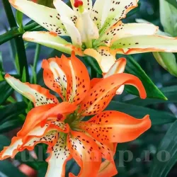 Bulbi Crin Must See (Lilium) - Toamna