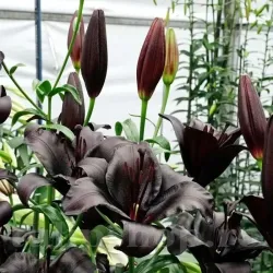 Bulbi Crin Nightrider (Lilium) - Toamna