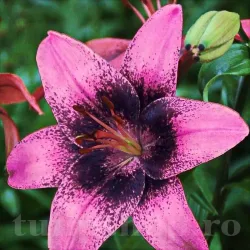 Bulbi Crin Purple Dream (Lilium) - Toamna